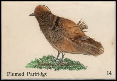 14 Plumed Partridge